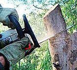 Best Stump Grinding and Removal  in Pion Hills, CA