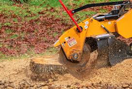 Best Root Management and Removal  in Pion Hills, CA