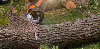 Best Lawn Renovation and Restoration  in Pion Hills, CA