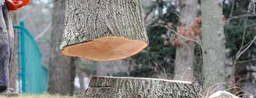  Pion Hills, CA Tree Removal Pros