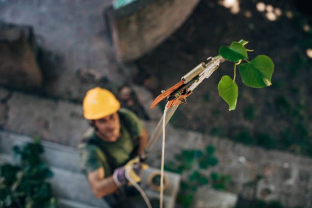 Best Commercial Tree Services  in Pion Hills, CA
