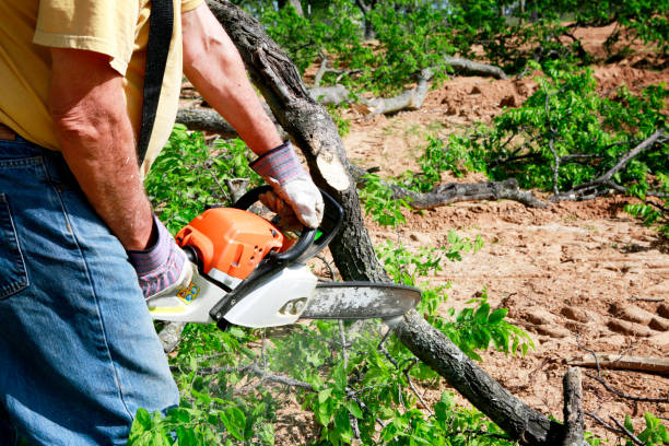 Best Soil Testing and Treatment  in Pion Hills, CA